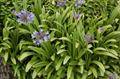 Agapanthus orientalis